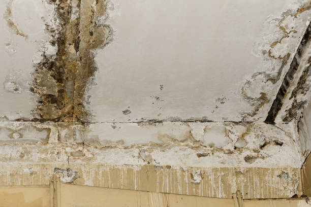 Best Water damage restoration specialists  in USA